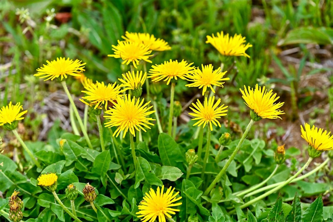 Native Japanese dandelions. (© Pixta)