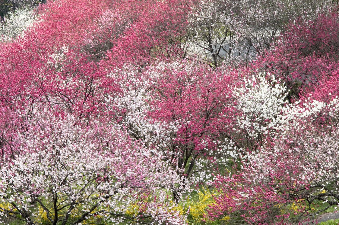 Montagne « rieuse » en pleine floraison (Pixta)
