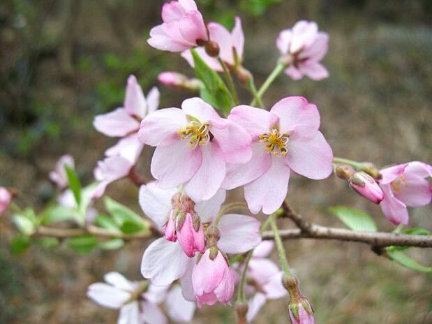 エドヒガンの花。葉は伸びずに淡紅色の花がよく目立つ(筆者撮影)