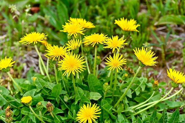 Native Japanese dandelions. (© Pixta)