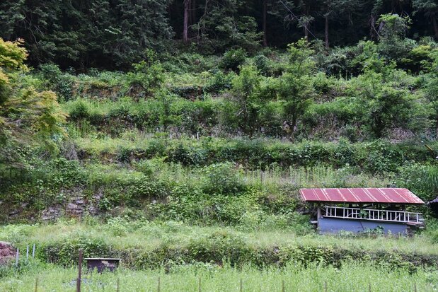 荒废的农地，2022年6月，广岛县北广岛町（日本农业新闻，共同通信Images）
