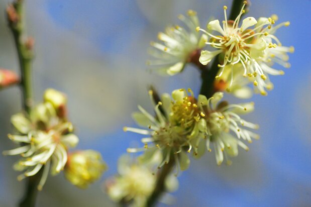 The rare golden plum ōbai at Zuisenji, a designated natural monument of Kamakura. (© Harada Hiroshi)
