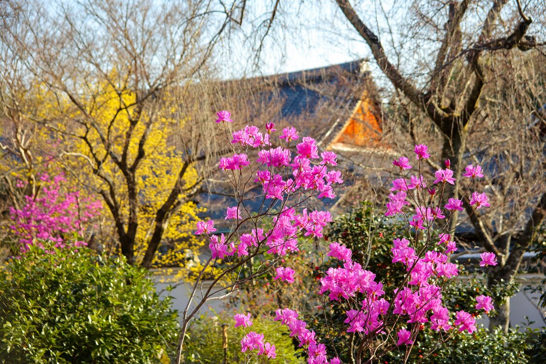 De magnifiques cornouillers du Japon et azalées fushia (mi-mars)