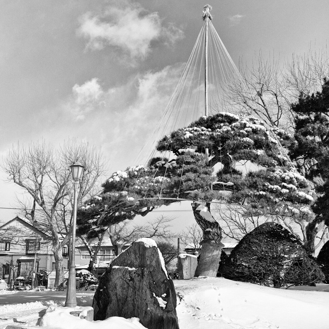 高田屋の松　函館公園（2020）