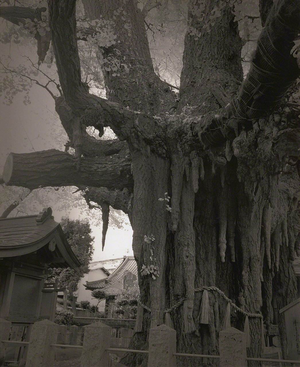 Depictions of Eros and Thanatos: Sacred Trees of Shintō Shrines Through the Lens of Ōsaka Hiroshi