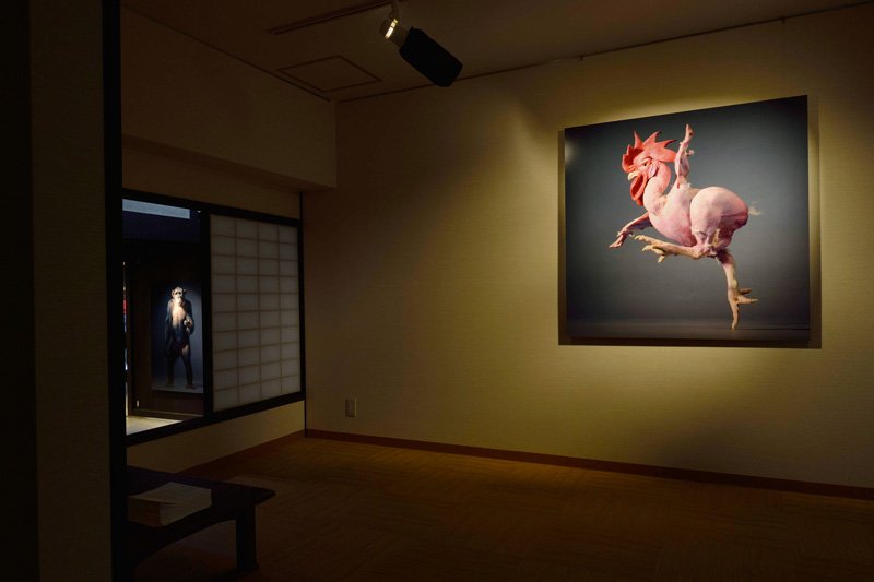 Tim Flach’s More Than Human exhibit. The venue, Shimadai Gallery, housed a sake wholesaler and raw-silk merchant from the mid-Edo period (1603–1868) before being converted into a traditional townhouse in 1883.