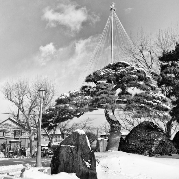 高田屋の松 函館公園(2020)