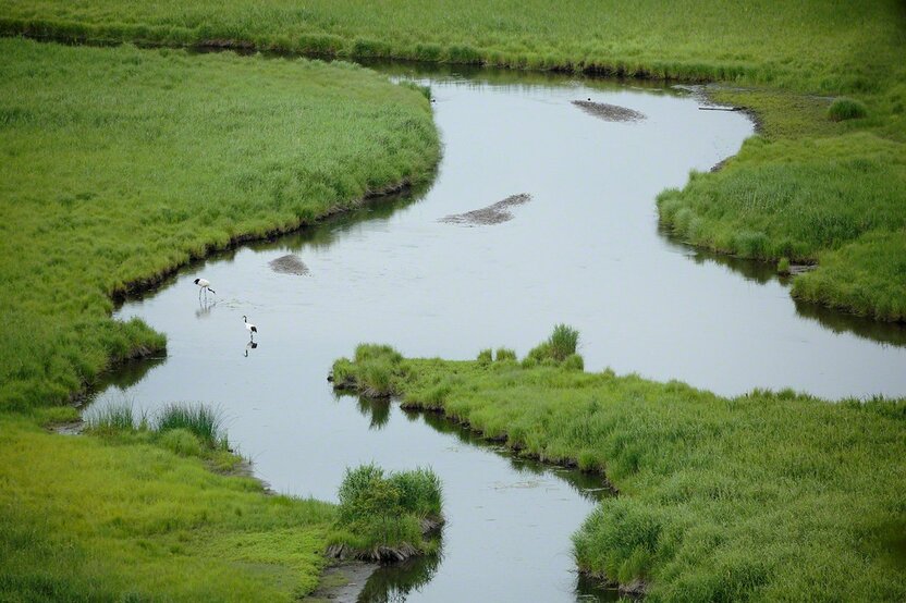 広大な釧路湿原国立公園の流れにただずむ(7月)