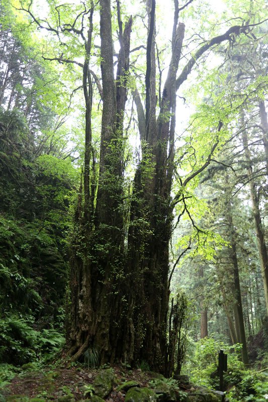 Les géants de la forêt pendant la saison des pluies