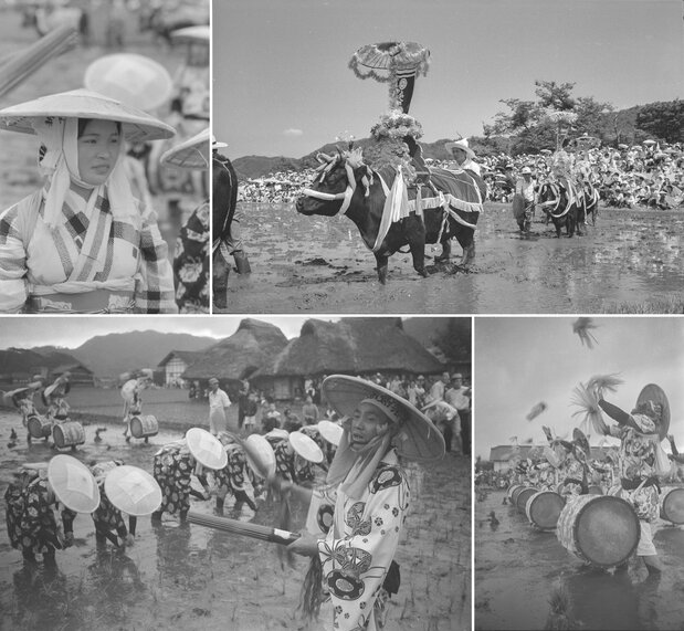 Des photos du festival en 1954 prises par le grand ethno-photographe Haga Hideo. À l’époque, plus de 200 personnes prenaient part au repiquage. (© Haga Library)