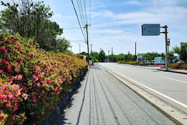 Hedges abloom with satsuki.