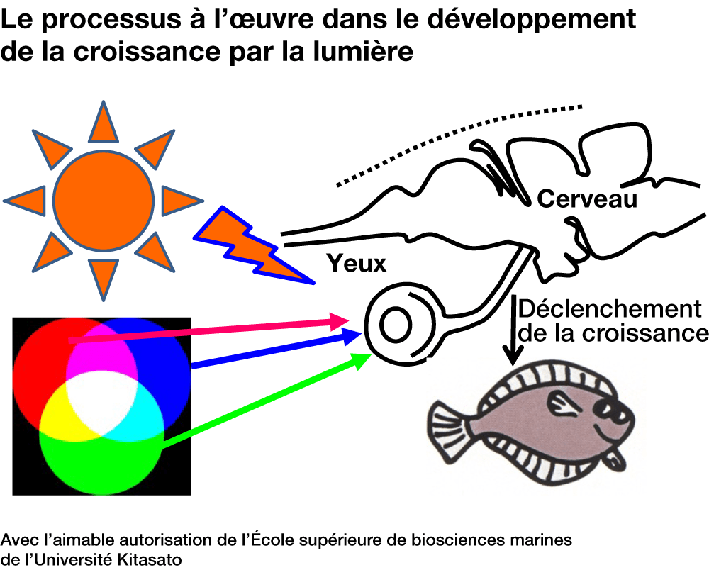 De la lumière verte pour accélérer la croissance des poissons : la technologie prometteuse d’une équipe japonaise
