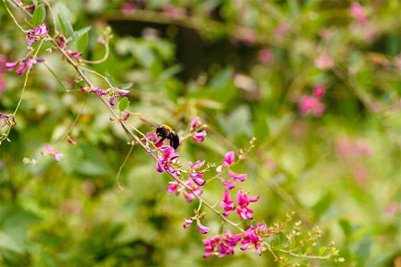 蜂は、萩など秋の花々から蜜や花粉を集め蓄えることで越冬するという
