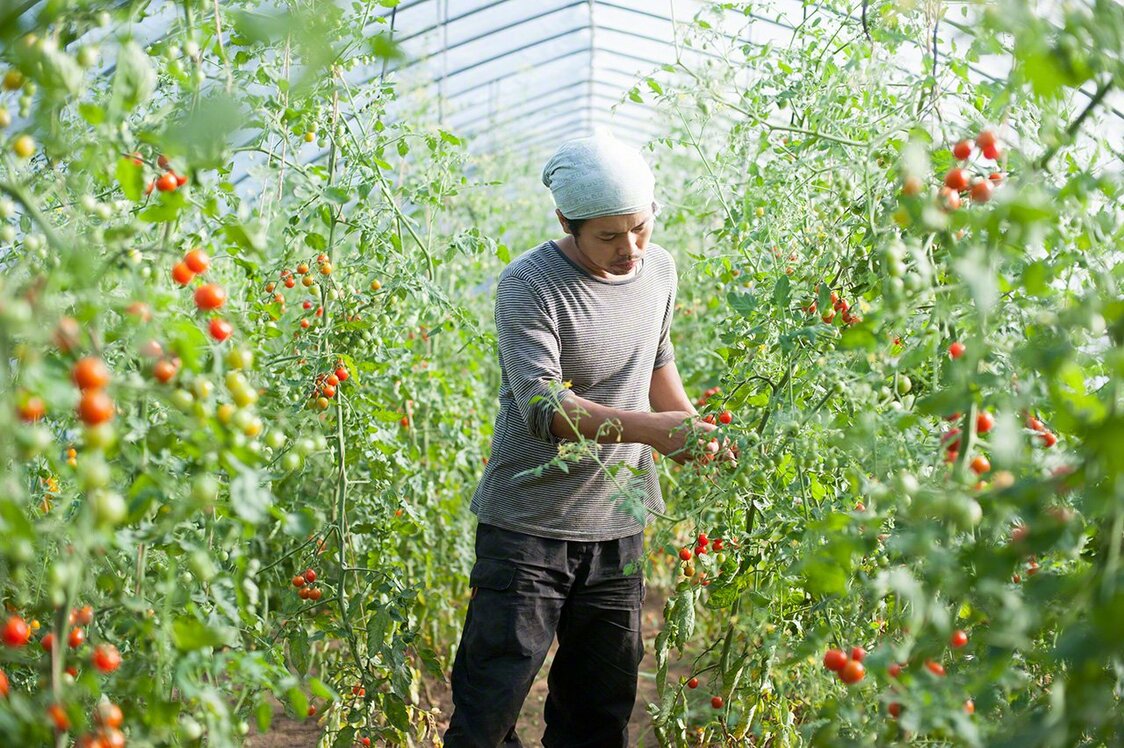 السيد يوسوكي أثناء جمع ثمار طماطم الصغيرة.