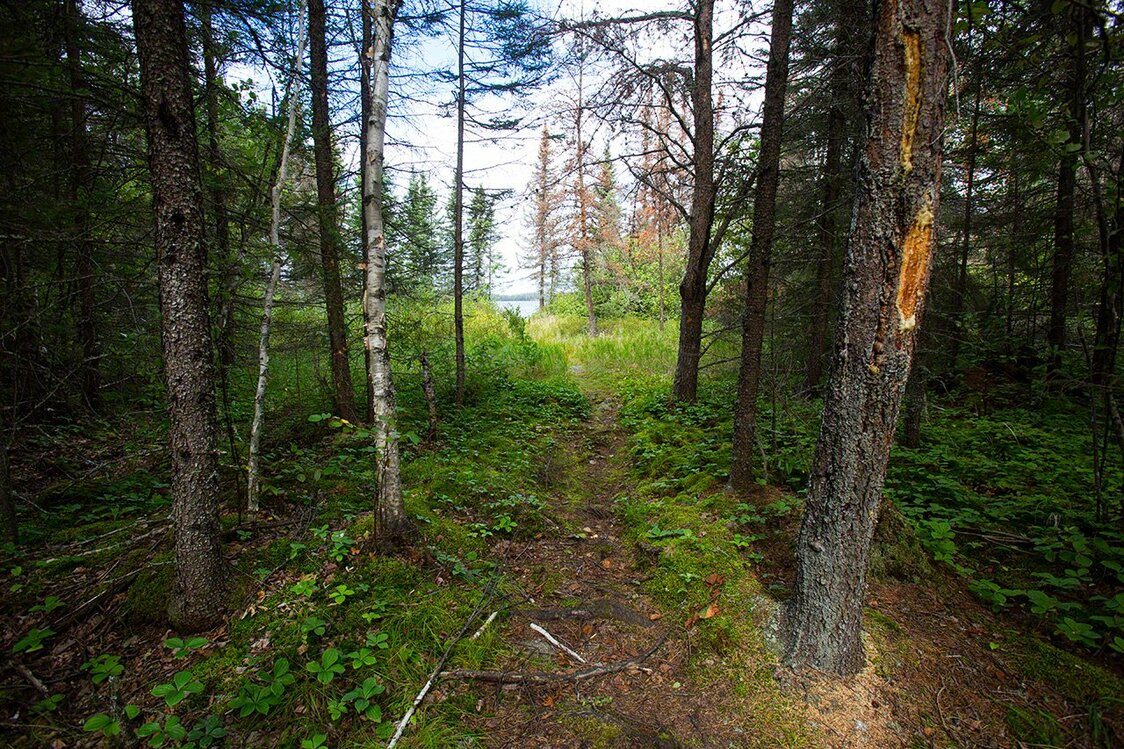 Portage to the next lake. A trail blaze shines from the wood. (2016)