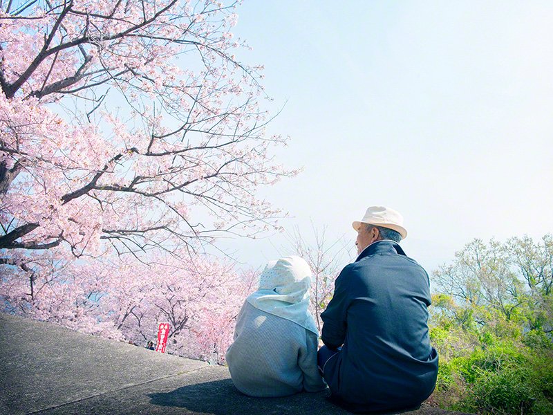 満開の桜の下、のどかな時間を過ごす老夫婦（伊吹島、いぶきじま）