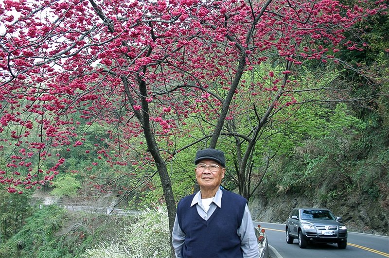 臺灣的守櫻人（攝影：平野久美子）