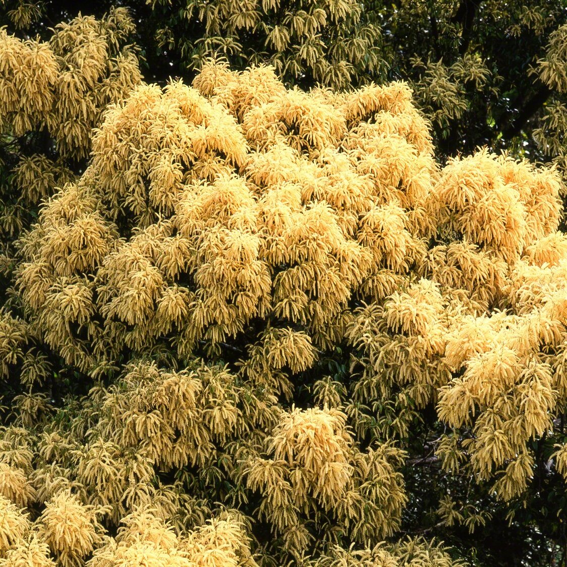 Fleurs du castanopsis sieboldii