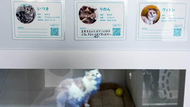 公式サイトで写真とプロフィールが見られる