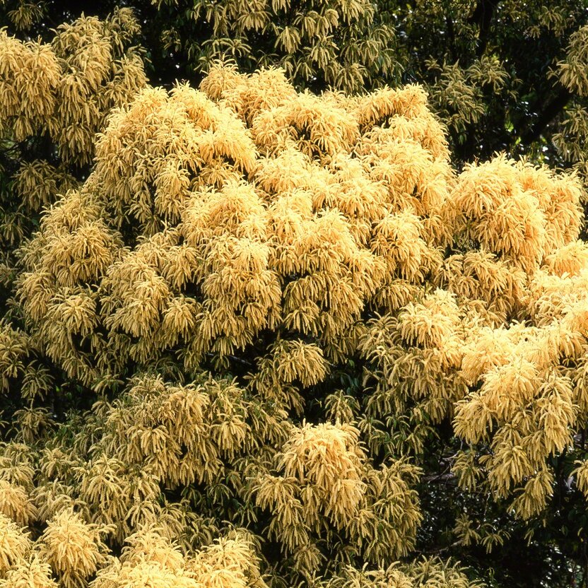 Fleurs du castanopsis sieboldii
