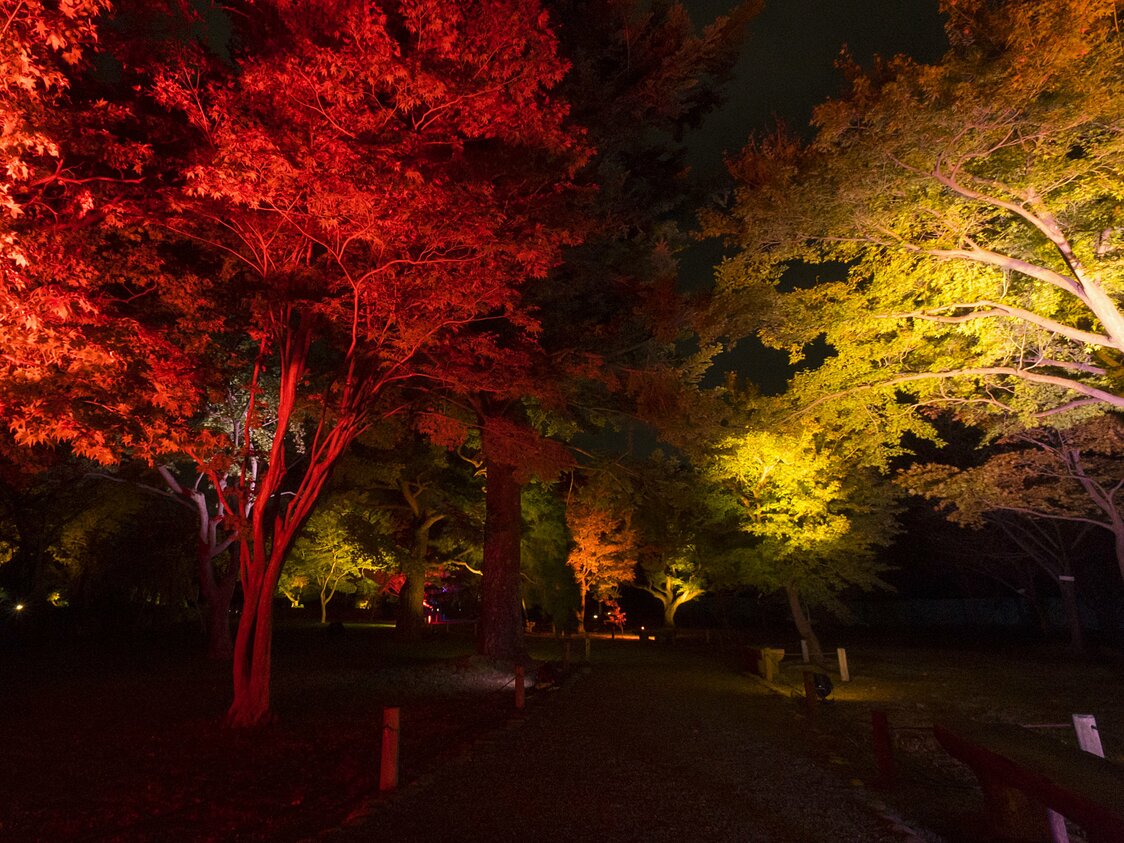Otherworldly views from the illuminated autumn foliage lining the paths outdoors.