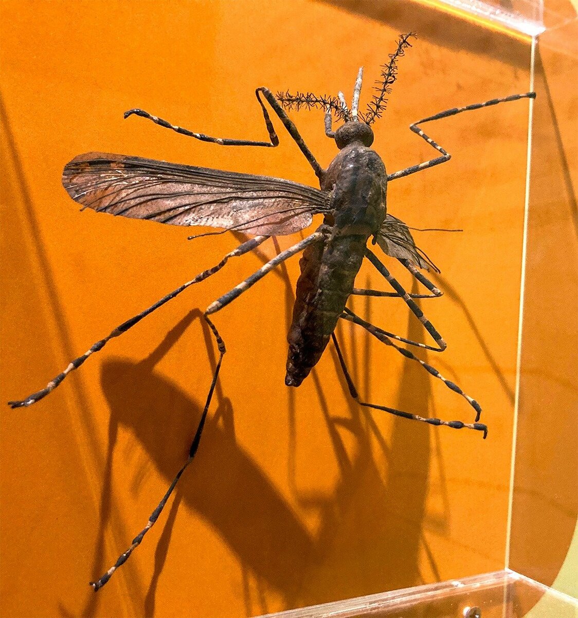 ハマダラカの精巧な模型。国立台湾大学医学人文博物館（筆者撮影）
