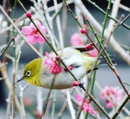 Les signes du printemps : des fleurs de prunier et un zostérops du Japon à Yugawara, préfecture de Kanagawa.