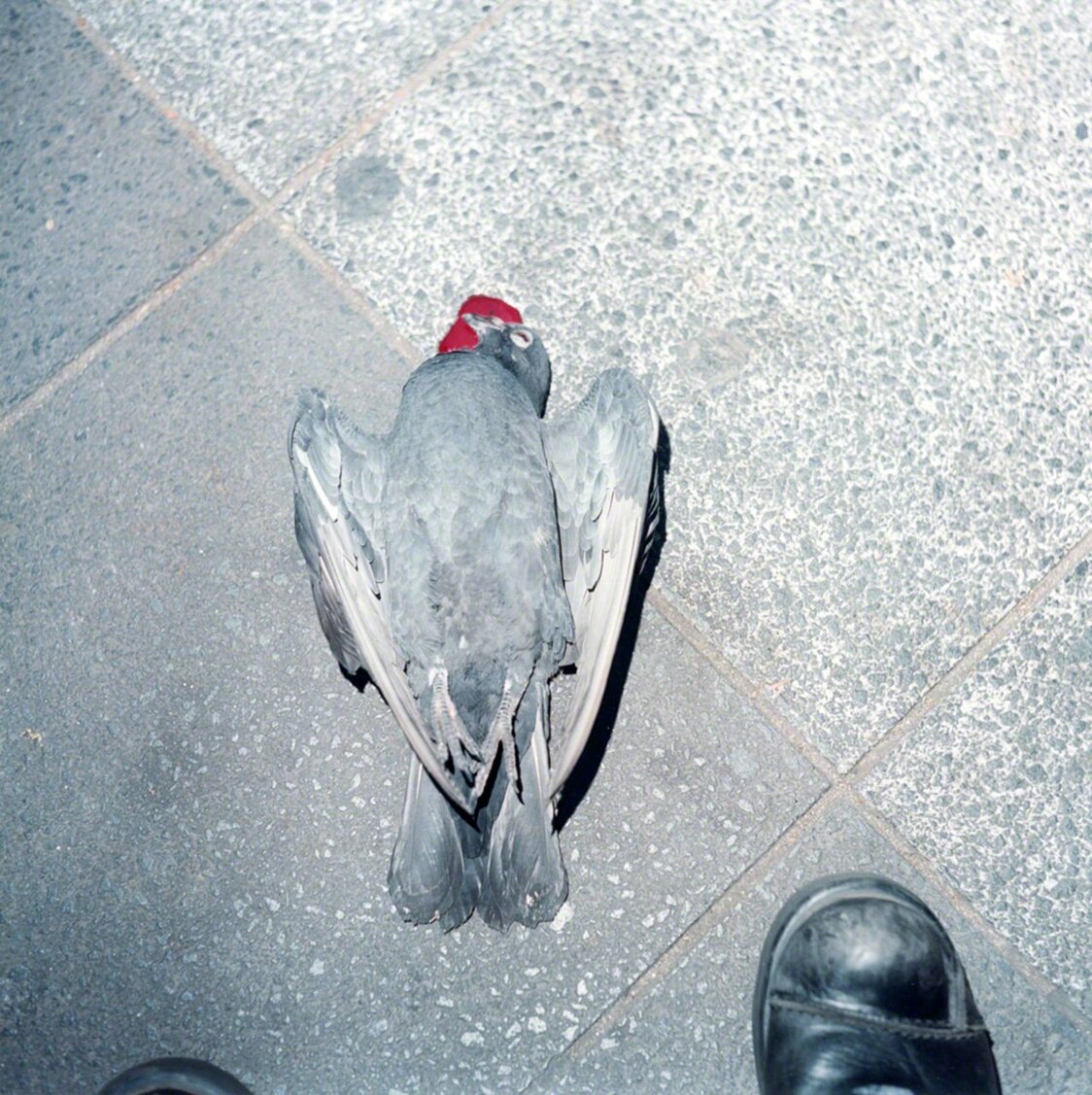 Untitled, from the series of “UTATANE”, 2001