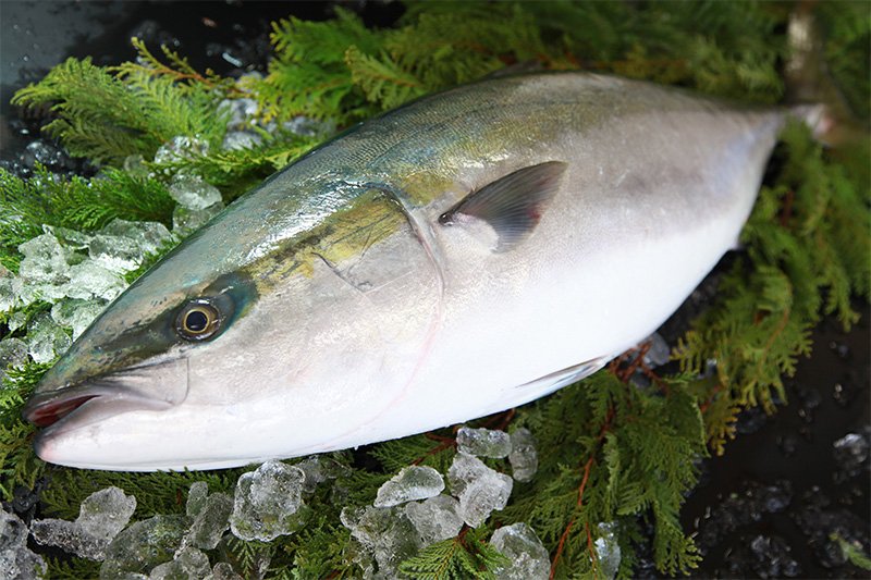 「ひみ寒ぶり」とは、氷見魚ブランド対策協議会が認めた期間内に富山湾の定置網で捕獲され、氷見漁港で競りにかけられた7キログラム以上のブリのこと（写真提供：氷見市観光協会）