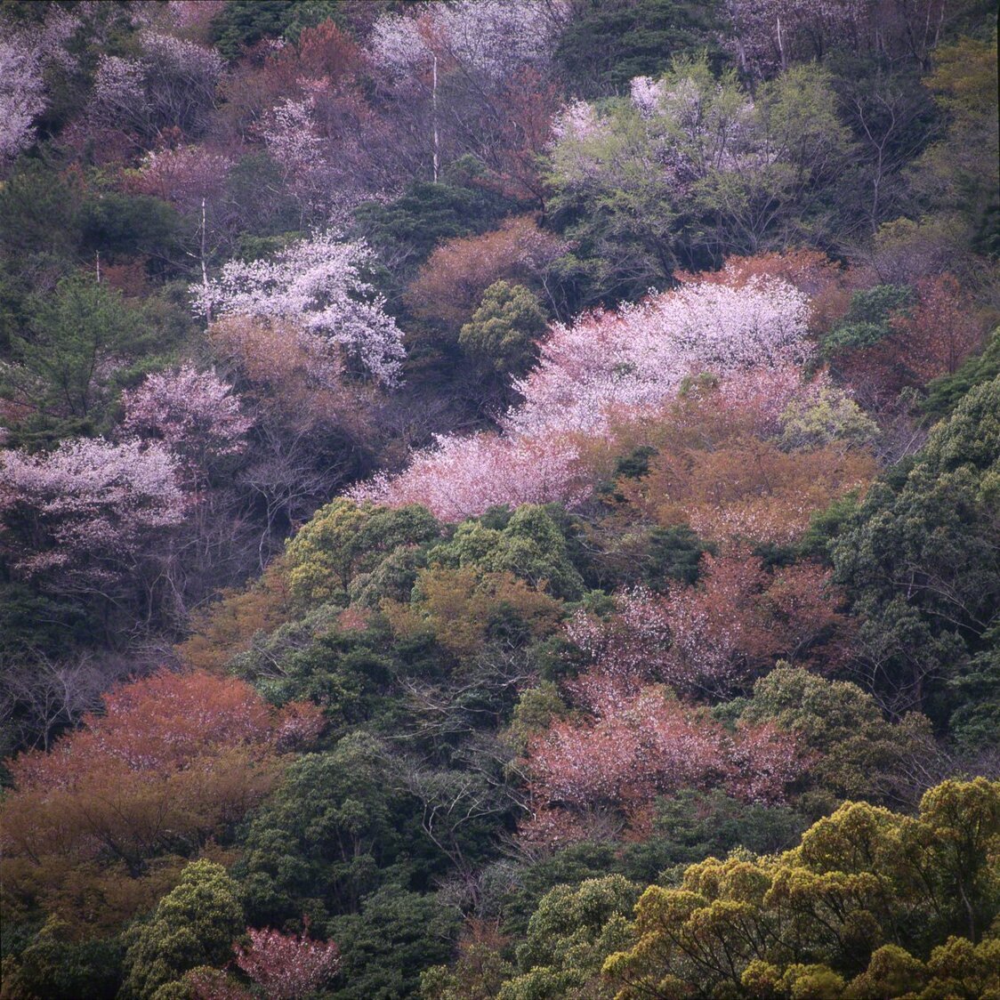 Prunus (syn. Cerasus) jamasakura (en japonais yamazakura), cerisier des montagnes, dont les fleurs annoncent l’arrivée du printemps.