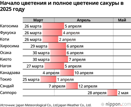Начало цветения и полное цветение сакуры в 2025 году