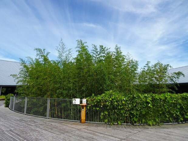高知縣立牧野植物園內種植的臺灣原生種桂竹(筆者攝影)