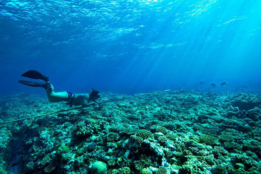 獲物にゆっくり近づくとき、フィンは魚の胸びれのように細かく動かす