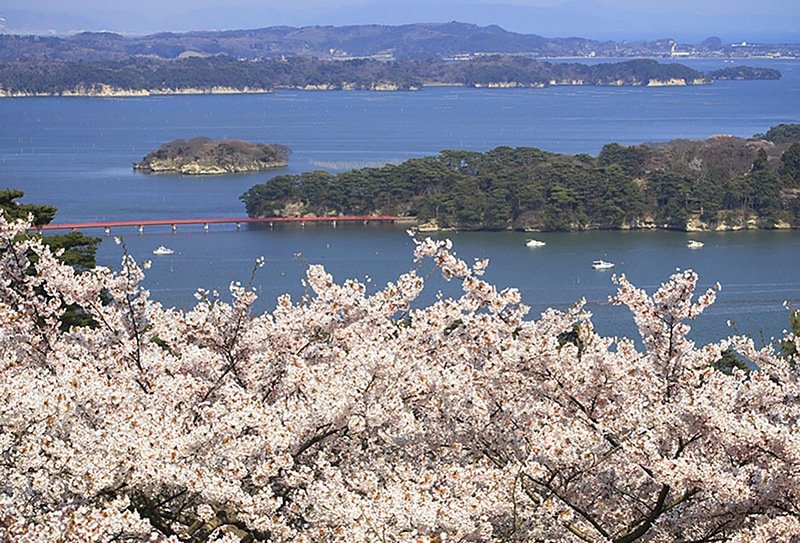 Au printemps, voici le site le plus célèbre de Matsushima pour ses cerisiers. (Photo avec l’aimable autorisation de l’Office de tourisme de Matsushima)
