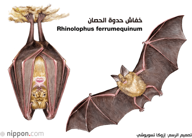 خفاش حدوة الحصان