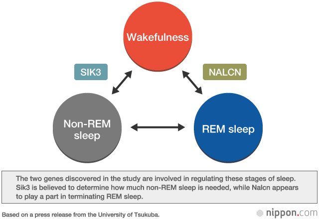 The Genetics of Sleep: Tsukuba Researchers Make Breakthrough Discoveries
