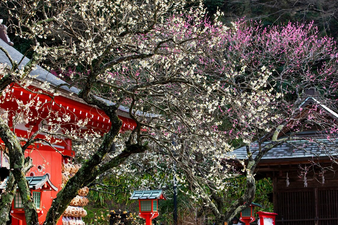 源赖朝故居东北方的荏柄天神社拜殿前