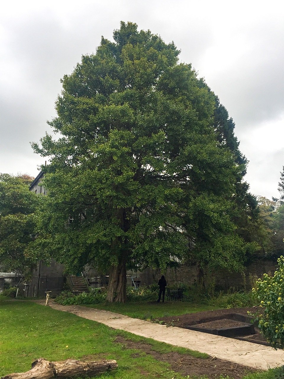 The stately Tōgō Ginkgo in Pembroke.