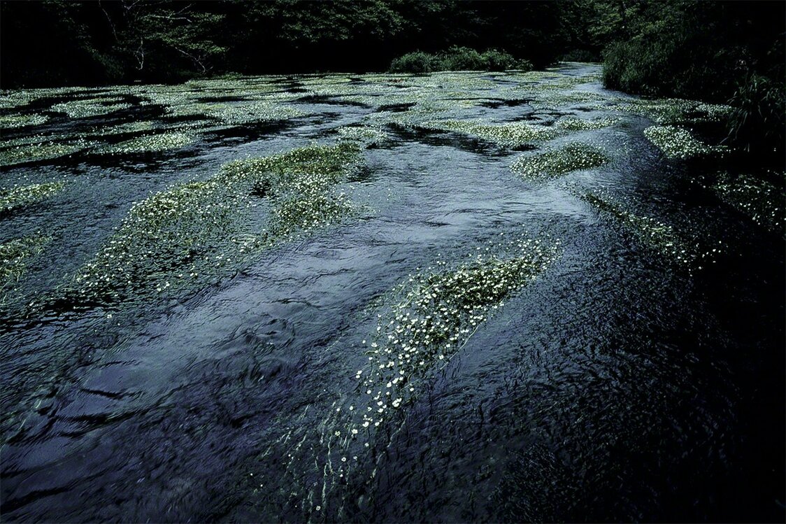Des renoncules aquatiques baikamo en fleur dans le fleuve Nishibetsu, au début de l’été.