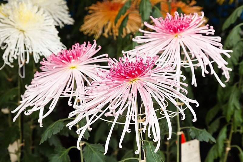Le kudamono-giku, également appelé ito-giku, ou « chrysanthème fil », pour ses pétales tubulaires qui fleurissent tel un rayon, tout autour du centre de la fleur.