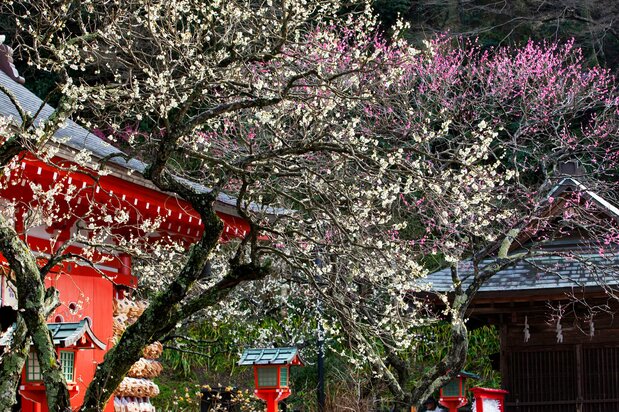 The worship hall of Egara Tenjin Shrine, located northeast of Minamoto no Yoritomo’s former residence. (© Harada Hiroshi)