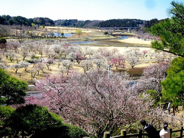 Fotografía por cortesía de la prefectura de Ibaraki.