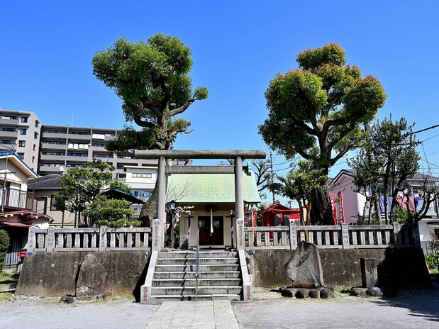 現在の吾嬬神社。少し高くなっているのは、弟橘媛の廟（びょう）だった築山の名残だろうか。社殿の両側にはクスノキの御神木が立つ