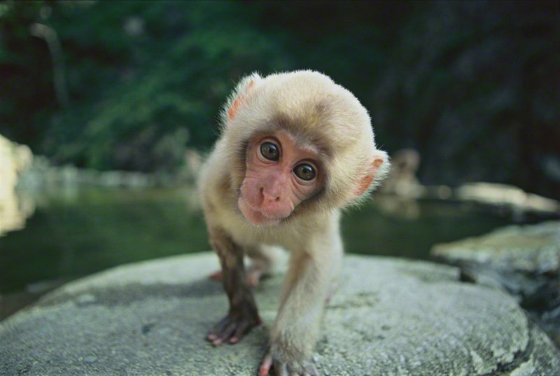 Hot Springs and Snow Monkeys: Four Seasons in “Hell Valley” (Photos)