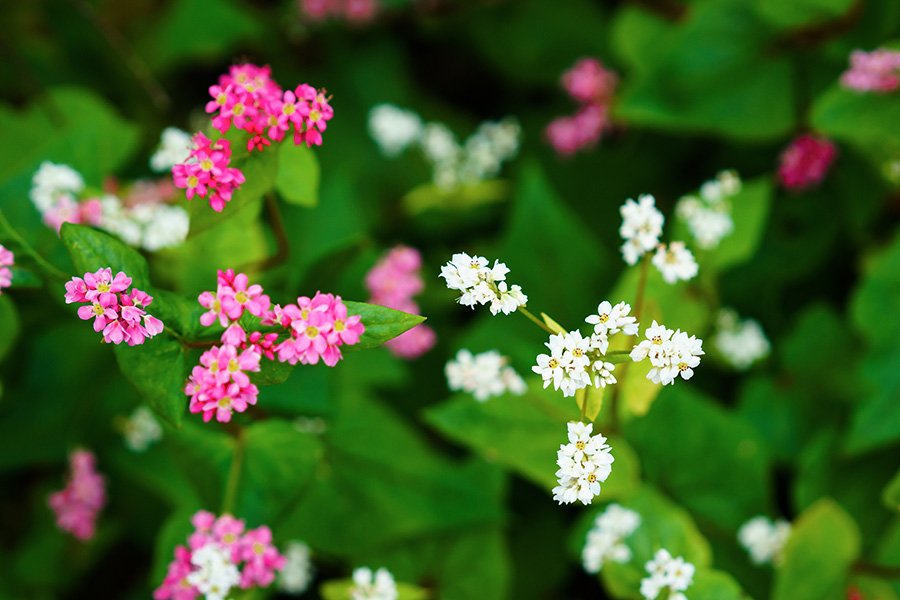 À Minowa, des fleurs de sarrasin rouge et blanc poussent spontanément le long des routes.