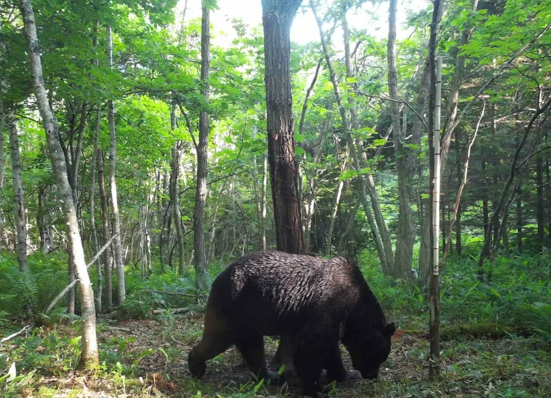 El oso denominado como OSO18 fue sacrificado en julio de 2023 tras una oleada de ataques al ganado en Hokkaidō. (Cortesía del Gobierno municipal de Shibecha; © Jiji Press)