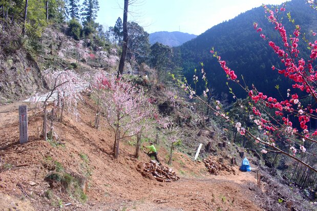彩山にはつまものになる花木を植樹
