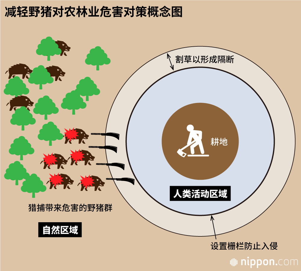 野猪与人类的冲突：思考如何与野生动物共存
