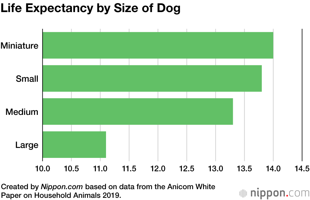 Poodle Power: Small Dogs with Long Life Expectancy Remain Popular in Japan
