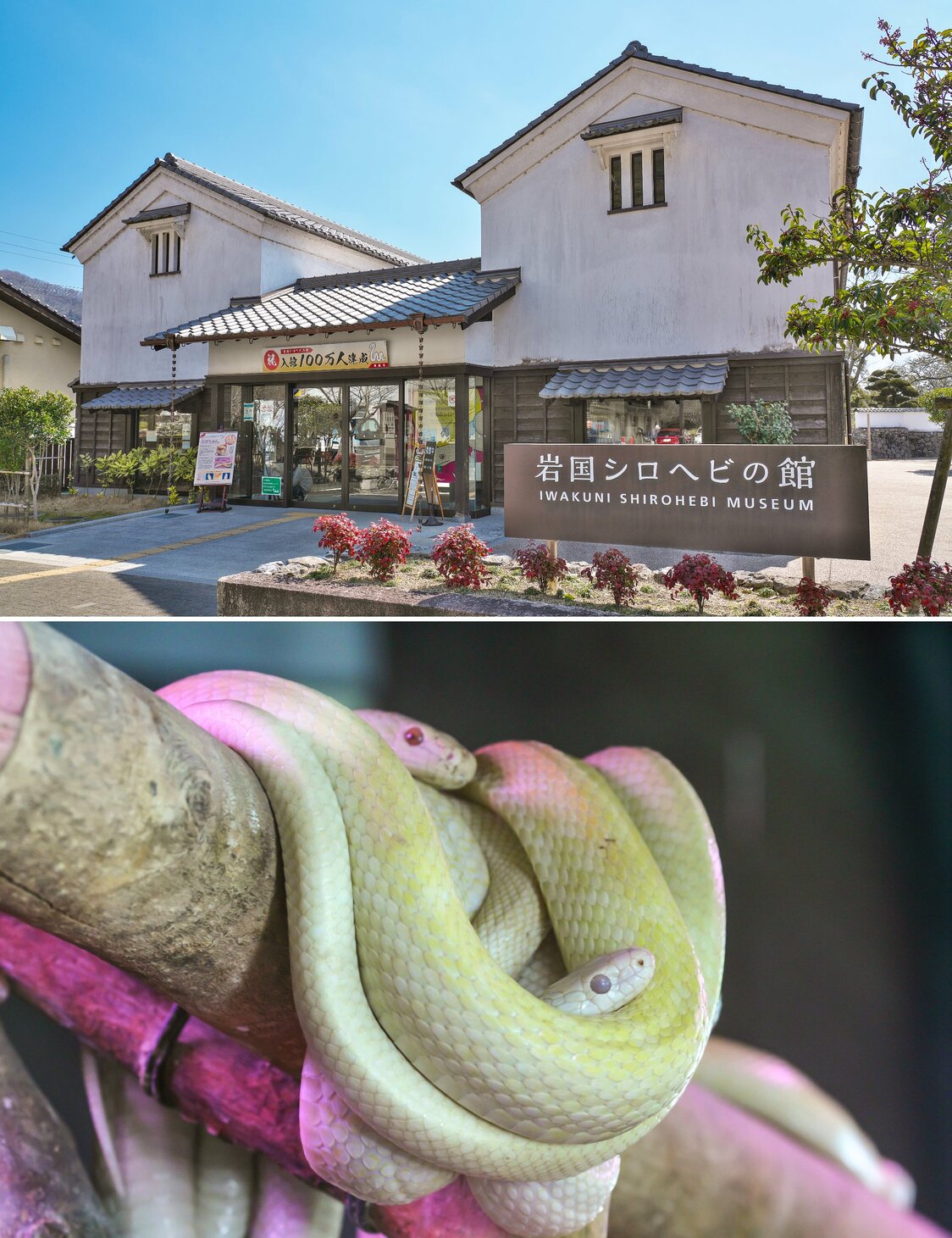 El Museo de la Serpiente Blanca de Iwakuni, donde el visitante también podrá ver serpientes blancas vivas. (Pixta)